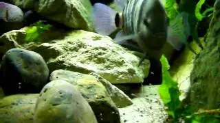 Cryptoheros spilurus