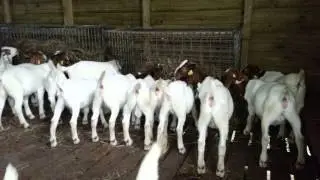 Boer goat 100% : Comment reconnaître un élevage de croisés ?