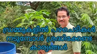 ഡ്രമ്മുകളിൽ പഴചെടികൾ എങ്ങനെ നടാം / How to plant fruit plants in drums