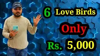 Love birds price in pakistan 2025 | fresh prices of love bird | Welcome Birds Offer | Welcome Aviary