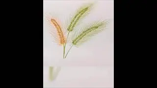 How to draw Setaria Viridis | Setaria Viridis Plants drawing | Shorts