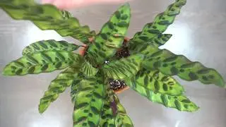 Calathea Lancifolia repotting