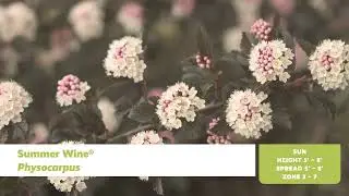 Drought Tolerant Shrubs
