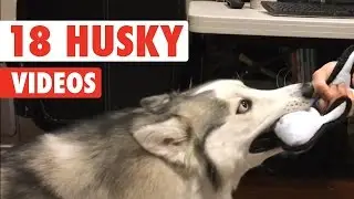 18 Funny Husky Puppies Video Compilation 2016