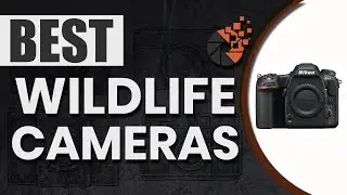 Best Wildlife Cameras 🦁: The Ultimate Beginner&rsquo;s Buyer Guide | Digital Camera-HQ
