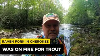 Trout Fishing Raven Fork In Cherokee, N.C.