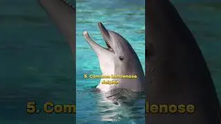 Top 10 most Beautiful Animals in the world #shorts @topthingsworld1