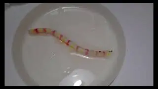 PRAVIMO MALE CRVIĆE ;)))