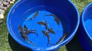 White diamond, sturgeon, and albino sterlets!  ￼