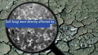 Functional response of the soil microbial community to biochar applications