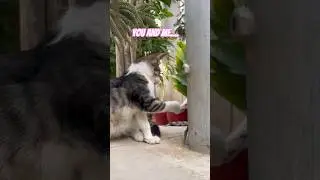 Пуффпуфф предсказывает будущее #кот