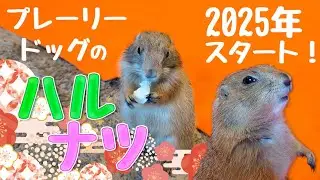 2025年スタート★プレーリードッグの春＆夏ごあいさつ