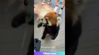 Red Panda Activates BEG MODE! 😂Resistance is Futile! #redpanda #cute #funnyanimals #memes #adorable