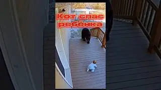Кот спас ребёнка #cat #fyp #russia #медведь #sora #securitycamera