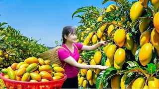 Harvest giant mutant mango hybrids orange to sell - Unique traditional secret recipe make best cake
