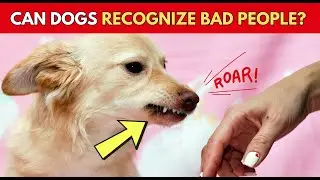CAN DOGS RECOGNIZE BAD PEOPLE? 🧠 The scientific explanation is truly surprising! 😲