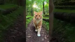 Adorable Kitty Exploring Sunlit Forest 🐱 | Cute Meowing & Calm Music