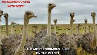 Interesting Facts With Mike! 🤔 The Most Enormous Birds On The Planet! 🦅 