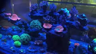 First Shoot : Reef Tank Di Cibinong