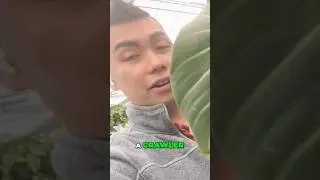 Ползучие растения Philodendron Gloriosum