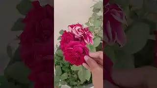 #song#nature #naturelovers#flowers #flower #rose #roselove #hindi