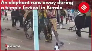Elephant runs away during a temple festival in Kerala