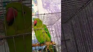 #parrotlove #parrot