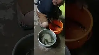 Live Murrel Fish in Kerala | Snakehead Fish | Alappuzha Fish Story