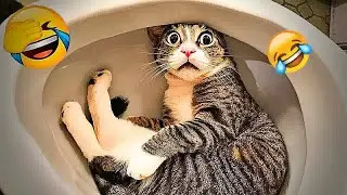 You Will Die Laughing At These Dogs 🐶 The Funniest Dog Moments Compilation 🍉