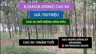 M308.B&aacute;n 8,2 x&agrave;o(8.200m2) cao su đ&ocirc;ng đặc 10 năm tuổi.Mở miệng cạo năm đầu ti&ecirc;n.C&acirc;t to đẹp gi&aacute; rẻ