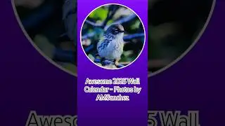 Bird Photo Collection Calendar #shorts #photography #birds #birdslover #calendar #2025