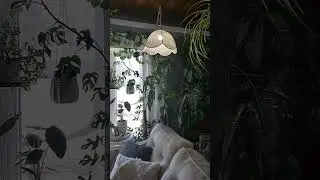 Little east window tour. #plant #plants #fok #aroidaddicts