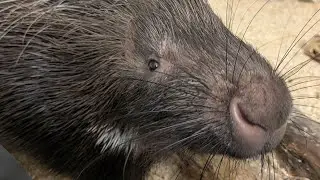 Meet Clyde the Porcupine 