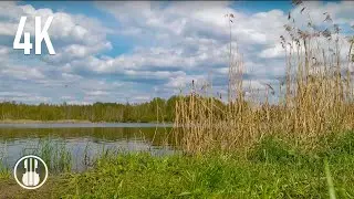 Early Spring Wetlands Ambience &mdash; Calming Birdsong, Ducks & Bittern Call | Nature Sounds for Relax