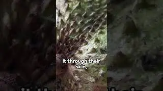 Australia's Walking Thorn Bush!  #animals  #Shorts 3