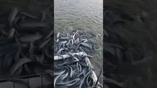 Watch This Crazy Eel Feeding Frenzy! #eel #eelfishing #eelfeeding #agriculture