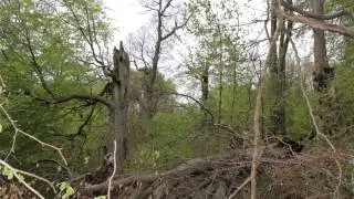 castle eden movie