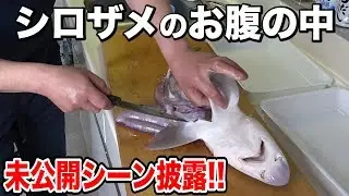 【未公開シーン】シロザメを捌いてみたら衝撃的だった！！