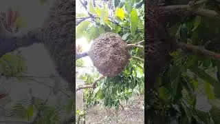 #termites nest on tree #termites destroy tree #termite destroy Coorg coffee tree