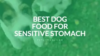 Best Dog Food for Sensitive Stomach in 2025