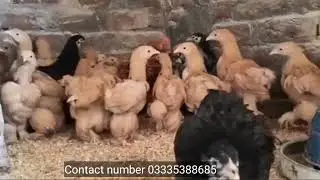 Golden Buff Chicks age 2 months