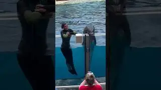 Kelly_and_Marble_engage_in_one-on-one_playtime#dolphinsloveplaytime#verysocial#intellegent_#dolphine