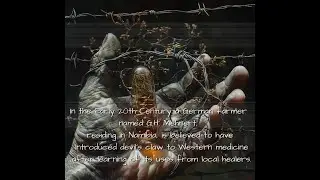 Devil's Claw - short information - Herb