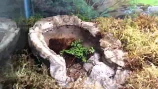 Fire belly frogs singing