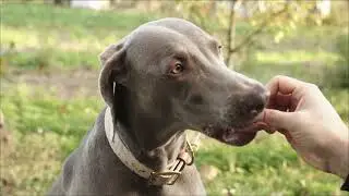 This Super Smart Dog uses Leaves as Money to Buy Cookies | His Intelligence will leave you Stunned