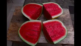 Secrets of Water Melon production