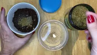 Grindal Worm care and feeding some Scarlet Badis (Dario dario)