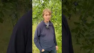 High yield low cost regenerative organic fruit growing
