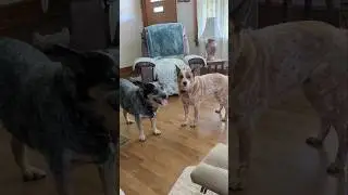 Chris & Kylie Playing 9-17-2025 #chrisdog #kyliedog #acd #australiancattledogs #heelers #playingdogs