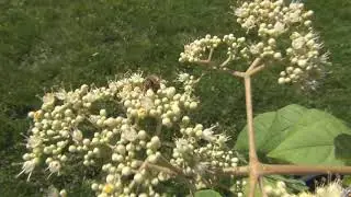 Korean Evodia Tree Attracting Bees